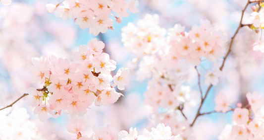 Is spring the season for Japanese sweets?
